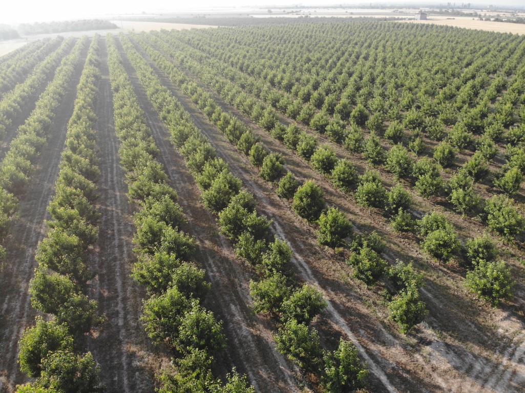 Afyon Yeşilçiftlik Orchards