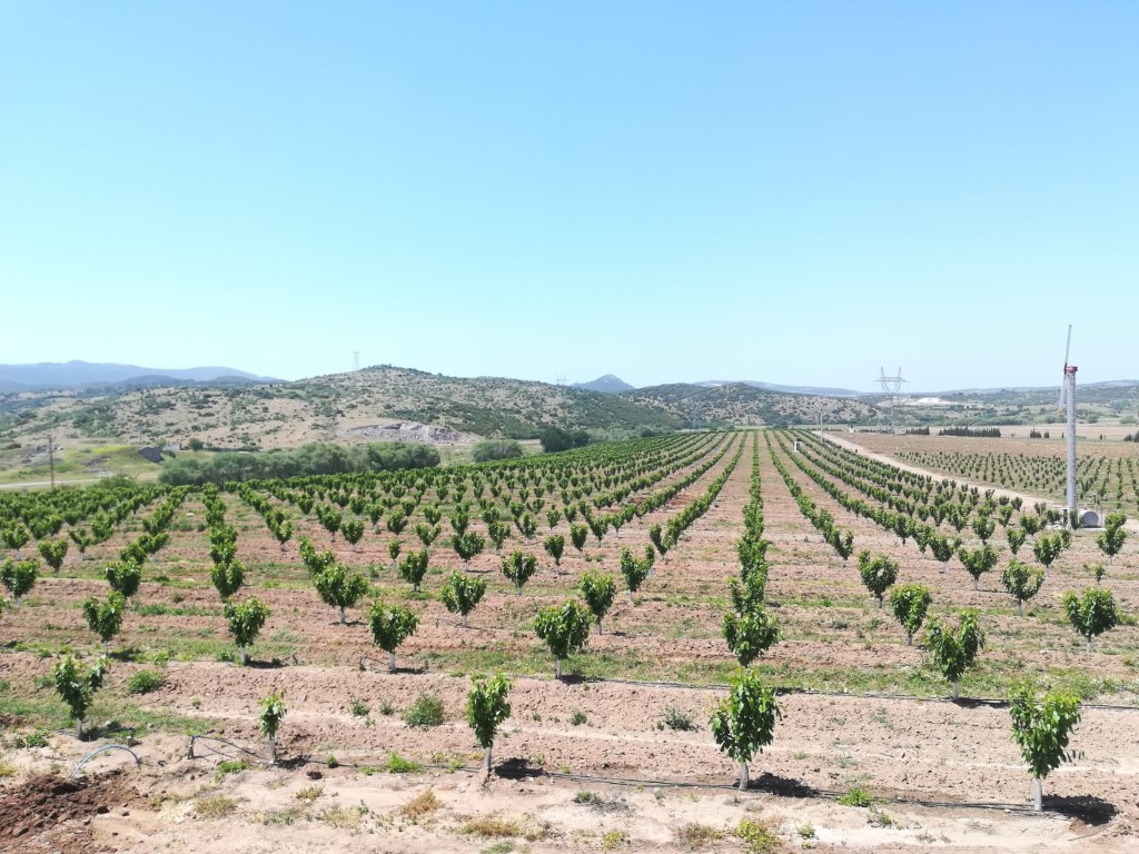 Çanakkale Ezine Bahçe