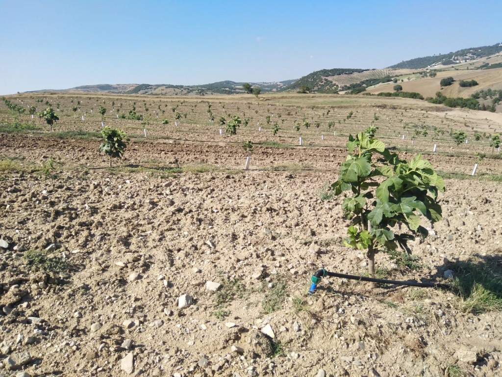 Manisa Çayköy Orchard