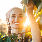 Fruit Production