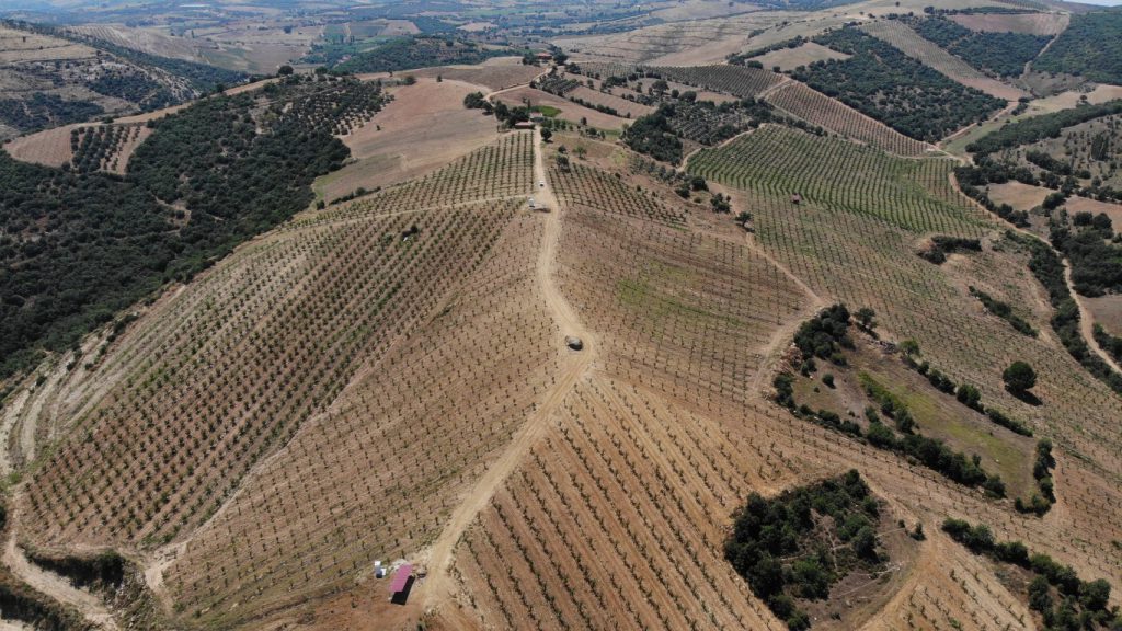 Manisa Kemer Orchards