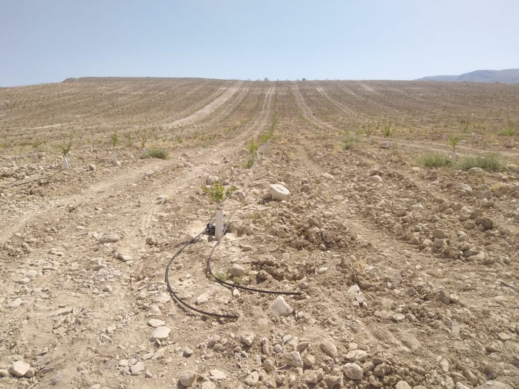 Malatya Balaban Orchards