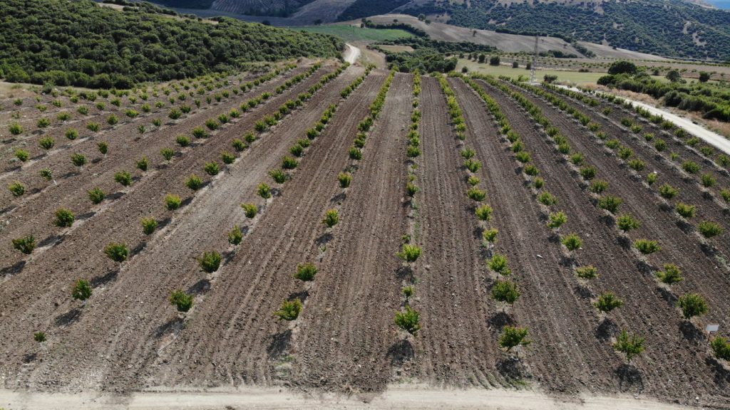 Manisa Köprübaşı Orchard